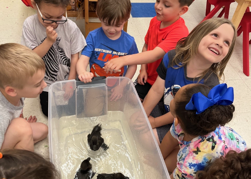 Group of students with baby ducks